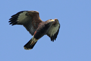 Parabuteo unicinctus - gavilán mixto