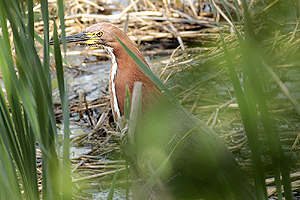 Tigrisoma lineatum - hocó colorado