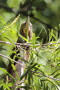 Tigrisoma lineatum - hocó colorado