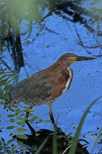 Tigrisoma lineatum - hocó colorado