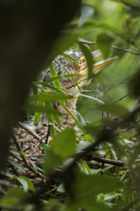 Tigrisoma lineatum - hocó colorado