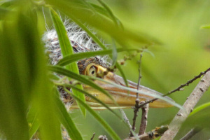 Tigrisoma lineatum - hocó colorado