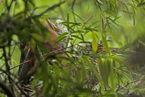 Tigrisoma lineatum - hocó colorado