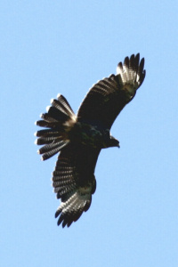 Parabuteo unicinctus - gavilán mixto
