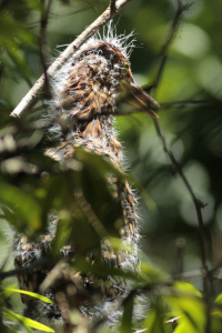 Tigrisoma lineatum - hocó colorado