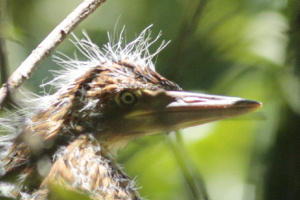 Tigrisoma lineatum - hocó colorado