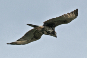 Parabuteo unicinctus - gavilán mixto