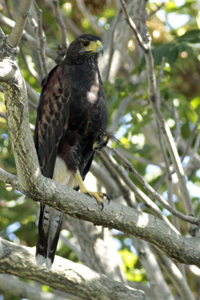 Parabuteo unicinctus - gavilán mixto