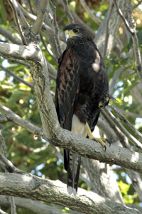 Parabuteo unicinctus - gavilán mixto