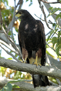 Parabuteo unicinctus - gavilán mixto