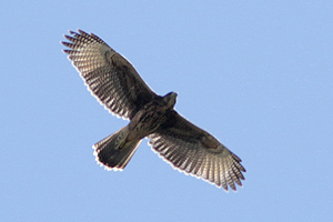 Parabuteo unicinctus - gavilán mixto