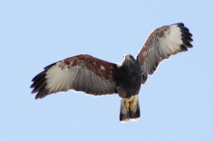 Parabuteo unicinctus - gavilán mixto