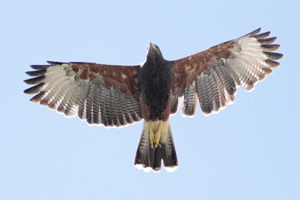 Parabuteo unicinctus - gavilán mixto
