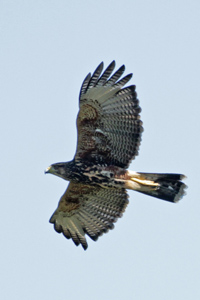 Parabuteo unicinctus - gavilán mixto