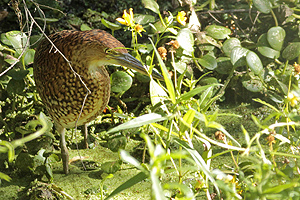 Tigrisoma lineatum - hocó colorado