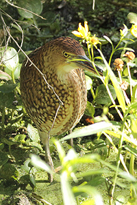 Tigrisoma lineatum - hocó colorado