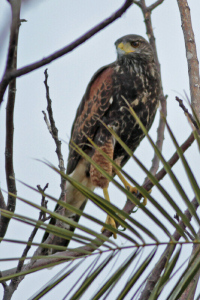Parabuteo unicinctus - gavilán mixto