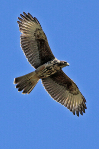 Parabuteo unicinctus - gavilán mixto
