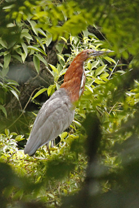 Tigrisoma lineatum - hocó colorado