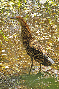 Tigrisoma lineatum - hocó colorado