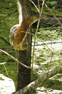 Tigrisoma lineatum - hocó colorado