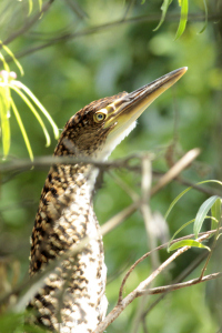 Tigrisoma lineatum - hocó colorado