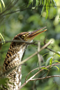 Tigrisoma lineatum - hocó colorado