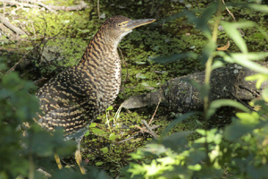 Tigrisoma lineatum - hocó colorado