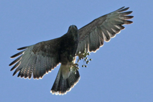 Parabuteo unicinctus - gavilán mixto