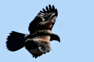 Parabuteo unicinctus - gavilán mixto