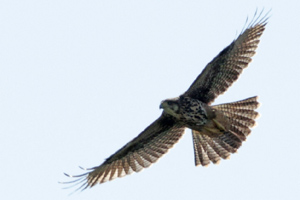 Parabuteo unicinctus - gavilán mixto