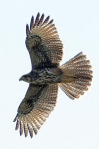 Parabuteo unicinctus - gavilán mixto
