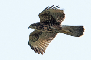 Parabuteo unicinctus - gavilán mixto