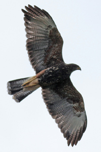 Parabuteo unicinctus - gavilán mixto