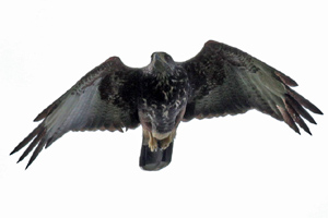 Parabuteo unicinctus - gavilán mixto