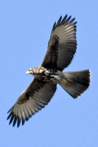 Parabuteo unicinctus - gavilán mixto