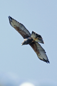 Parabuteo unicinctus - gavilán mixto