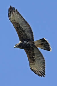 Parabuteo unicinctus - gavilán mixto