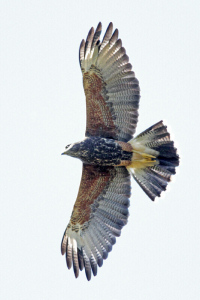 Parabuteo unicinctus - gavilán mixto