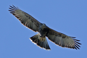 Parabuteo unicinctus - gavilán mixto
