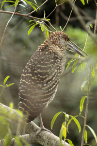 Tigrisoma lineatum - hocó colorado