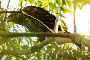 Parabuteo unicinctus - gavilán mixto