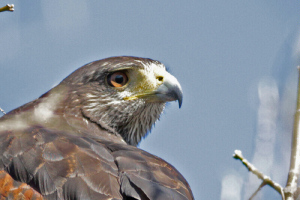 Parabuteo unicinctus - gavilán mixto