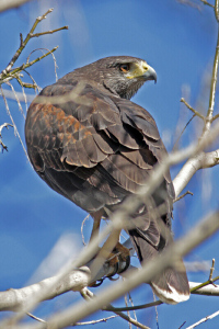Parabuteo unicinctus - gavilán mixto
