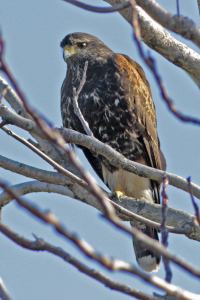 Parabuteo unicinctus - gavilán mixto