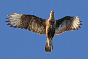 Parabuteo unicinctus - gavilán mixto