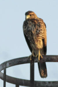 Parabuteo unicinctus - gavilán mixto