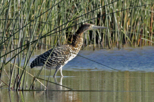 Tigrisoma lineatum - hocó colorado
