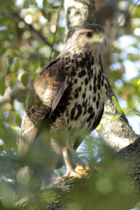 Parabuteo unicinctus - gavilán mixto