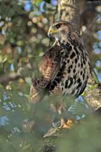 Parabuteo unicinctus - gavilán mixto